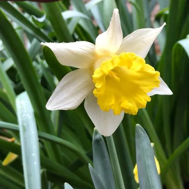 Topolino Daffodil (Narcissus Topolino) Img 1